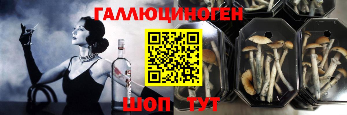 Галлюциногенные грибы Psilocybine cubensis  Вход с VPN  Псилоцибиновые грибы мицелий  Подольск 